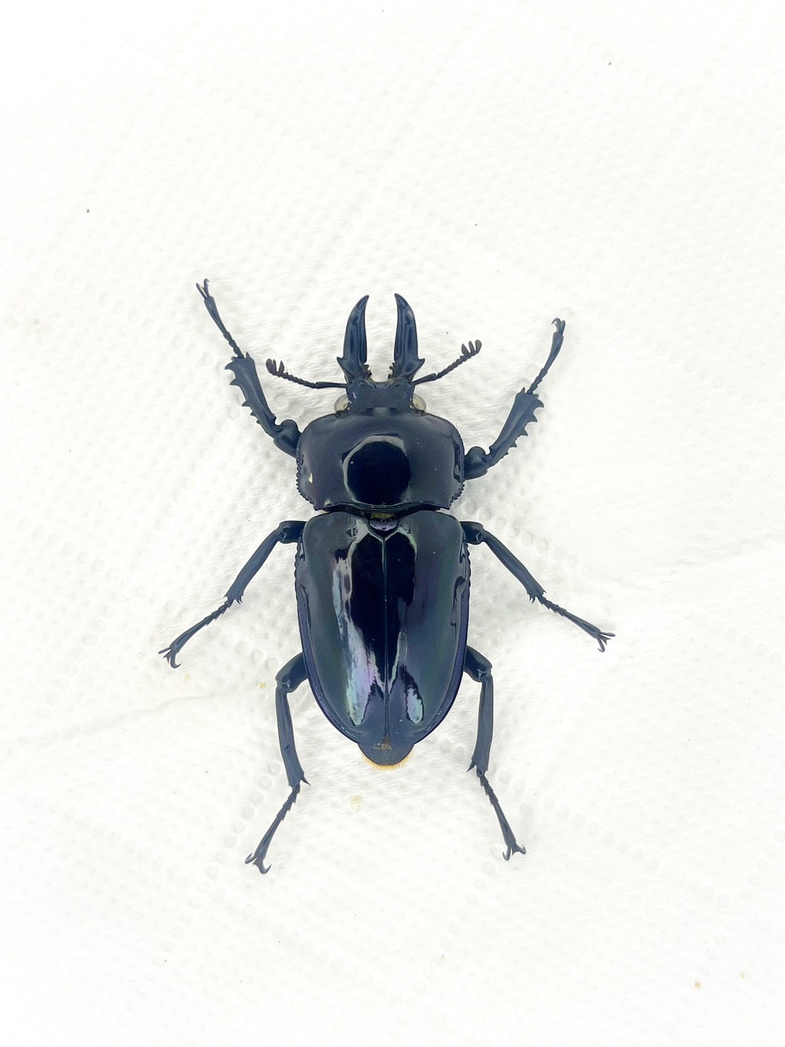 Navy Blue Purple Pikal White Eyes